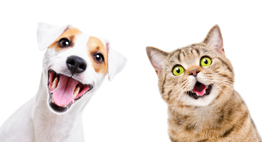A customer management and CRM module that gives you valuable insights on your customers for pet groomers, dog walkers, pet sitters, kennels, veterinarians and more.